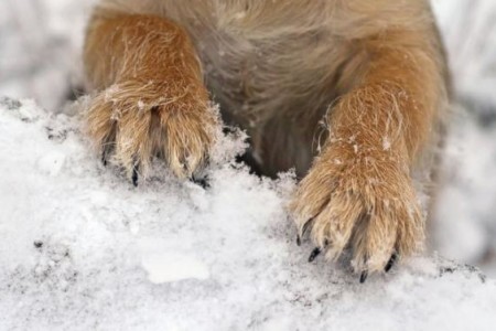 Sneeuwpret, bescherm de pootjes van uw hond!