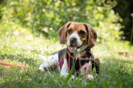 Hondenziekte duikt op: is uw hond goed gevaccineerd?
