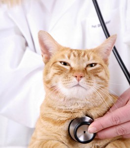 Uitbraak kattenziekte