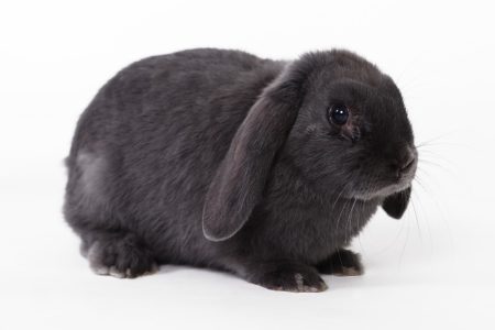 Help mijn konijn heeft maden! (Myiasis)