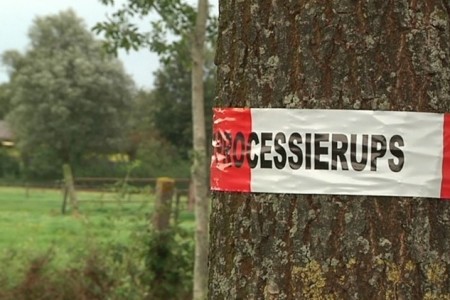 Eikenprocessierups ook gevaarlijk voor de...